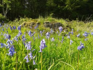 Spring-Blue bell woods, 1 mile